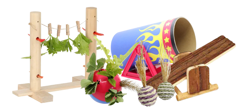 Shop Guinea Pig – Small Pet Warehouse
